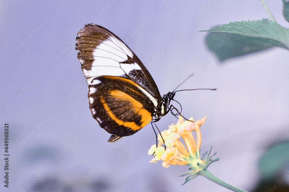 Obraz premium Macro shots, Beautiful nature scene. Closeup beautiful butterfly sitting on the flower in a summer garden.