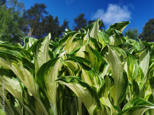 White-green young leaves of the hosta against the background of trees and a blue sky with clouds.