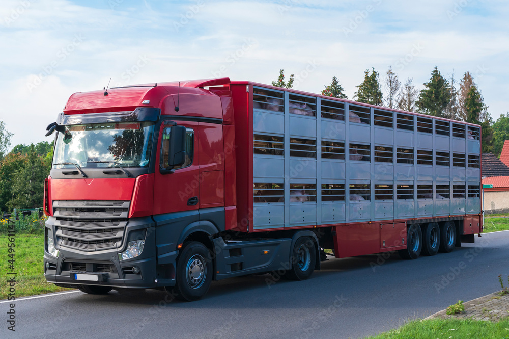 Ein Viehtransporter auf den Weg zum Schlachthof