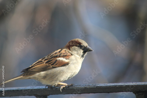Sparrow at a bird feeder © Christy Rowe