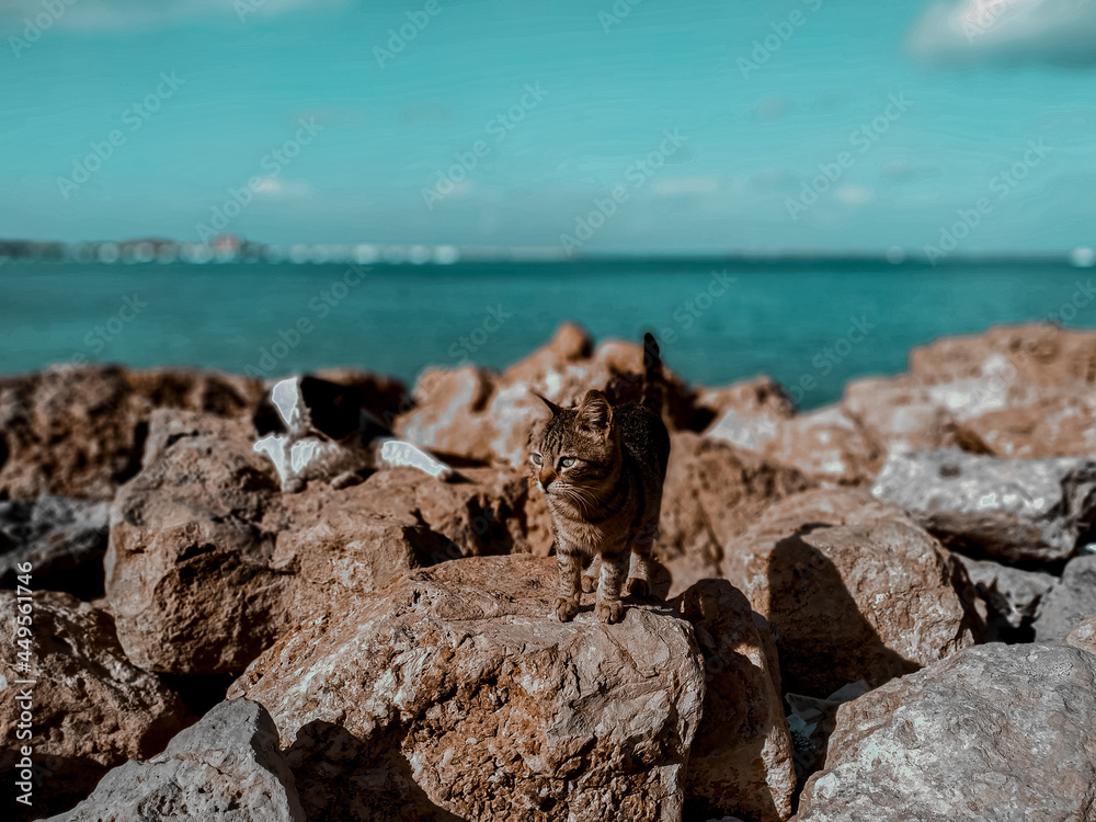 Obraz premium rocks and sea