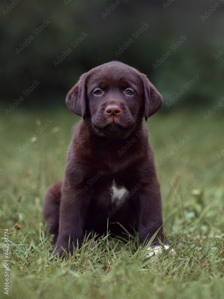 chocolate labrador retriever  puppy sitting in the grass in the park