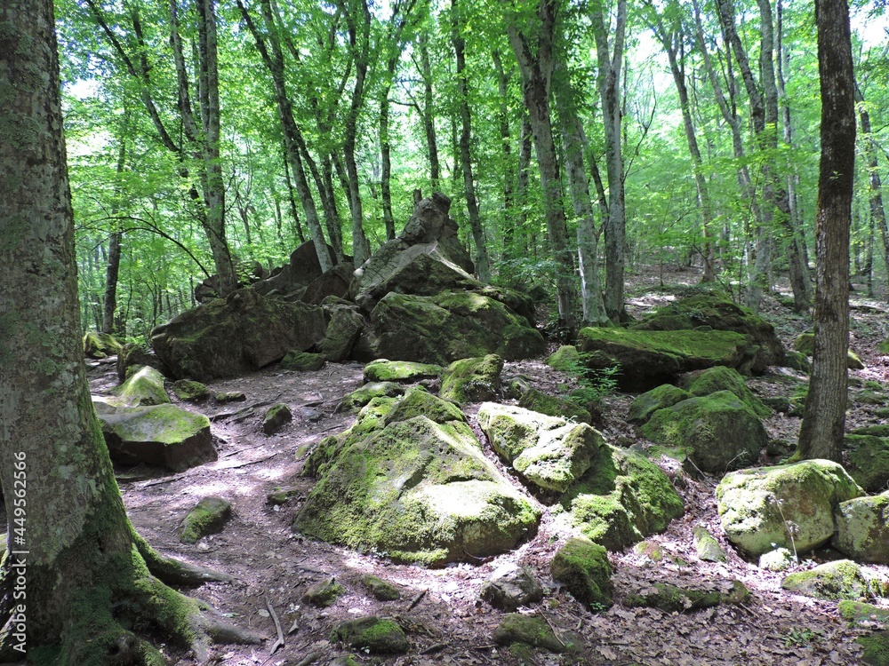 Stones in the forest. Large green stones under the rays of the sun in a deciduous forest. Moss covered stones. Stones in the forest. Large green stones under the rays of the sun in a deciduous forest. Moss covered stones.