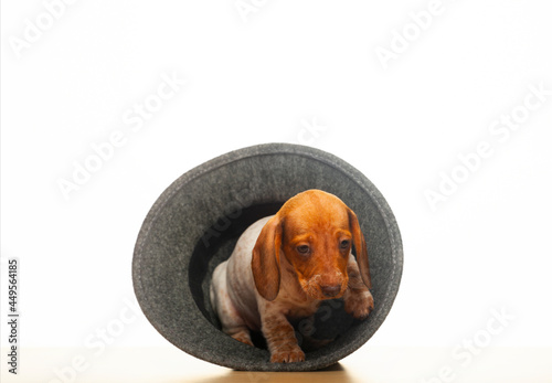 image of dog hat white background