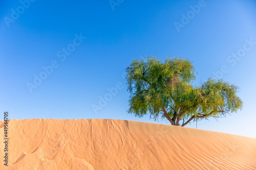 big tree in the desert on the blue sky backforund give a shade in hot day 
