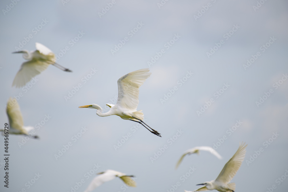 Eastern Great Egret bird flying on blue sky. Eastern Great Egret bird flying on blue sky.