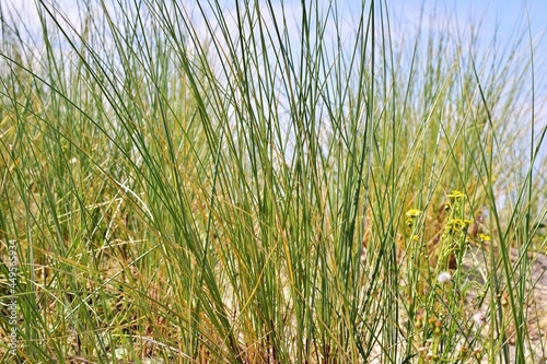 Green grasses at the beach as a close up