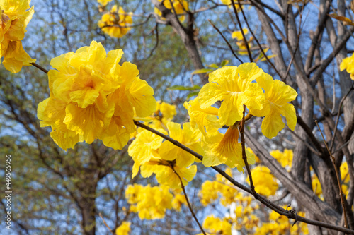 Beautiful flowers of blooming golden trumpet tree, blooming guayacan, handroanthus chrysotrichus close up