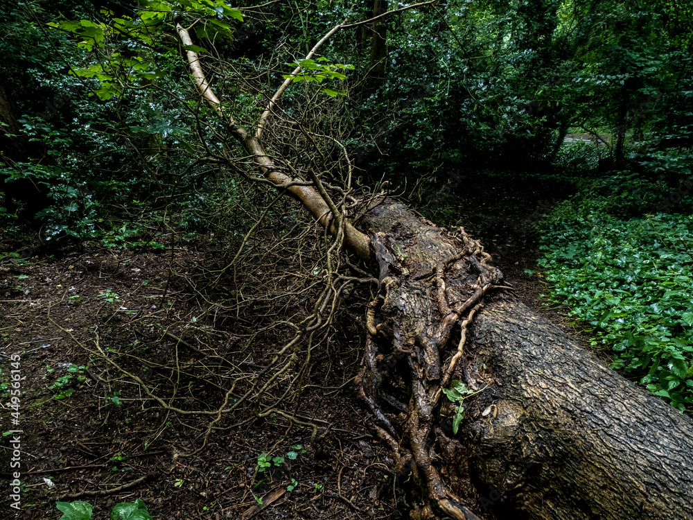 tree roots in the forest