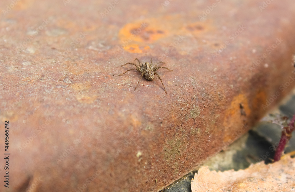 Obraz premium Spider wolf crawls on iron. Hunting a wolf spider.