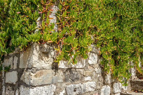  Corfu, Kerkira, Greece, beautiful fresh green succulent plant grows on the ancient stone dry wall, selective focus
