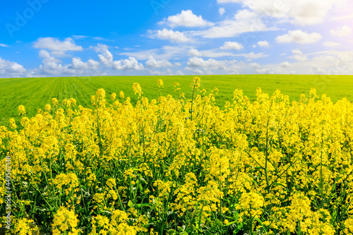 Rape blossoms and natural scenery in spring season in China