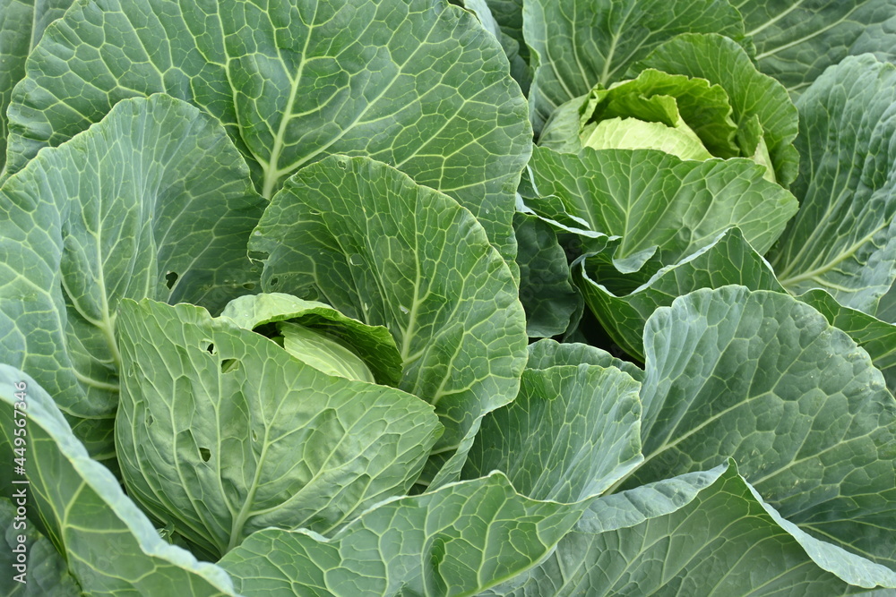 Group of young cabbage leafy green vegetable crop planted. Organic cabbage vegetables field in a garden. Freshness green of cabbage leafs. Cabbage cultivation and plantation. Group of young cabbage leafy green vegetable crop planted. Organic cabbage vegetables field in a garden. Freshness green of cabbage leafs. Cabbage cultivation and plantation.