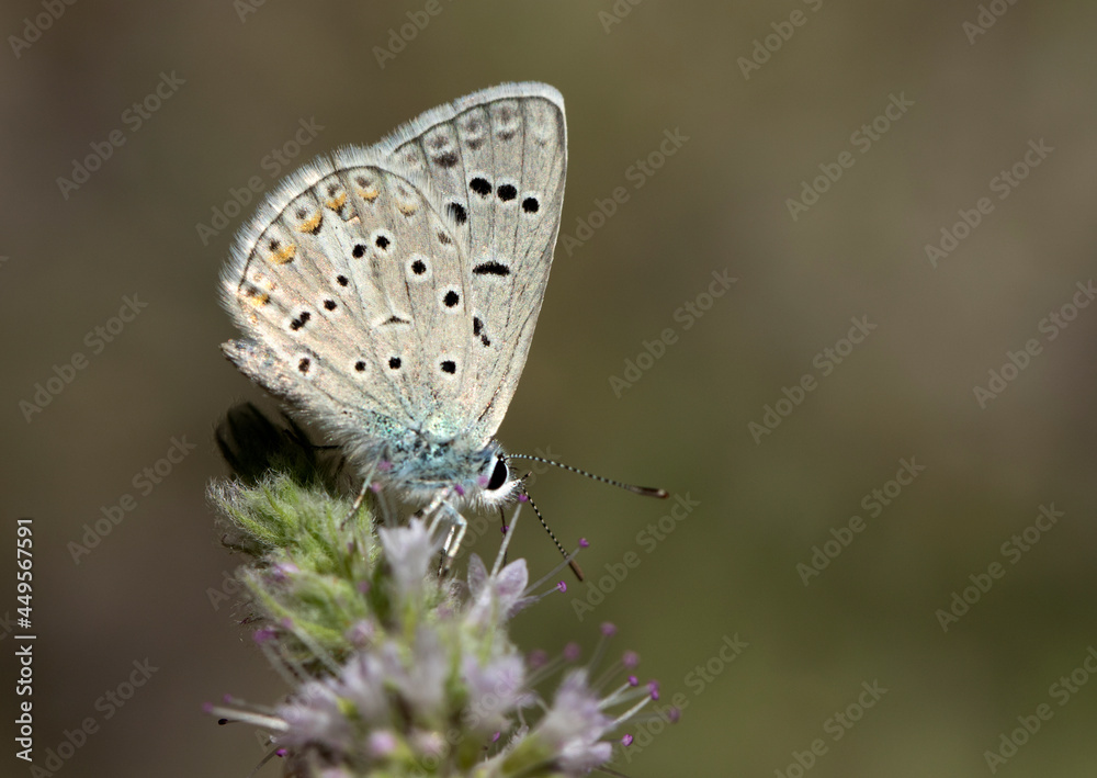 Small Anatolian Blue Small Anatolian Blue