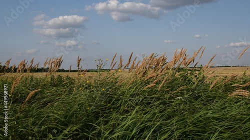 Countryside landscape of cereal field with pampas grass growing by roadside of harvested wheat field and clouds in sky at horizon. Grass Calamagrostis epigejos sway in wind. Farming and country living photo