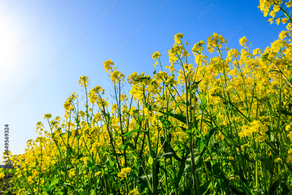 Rape blossoms and natural scenery in spring season in China Rape blossoms and natural scenery in spring season in China