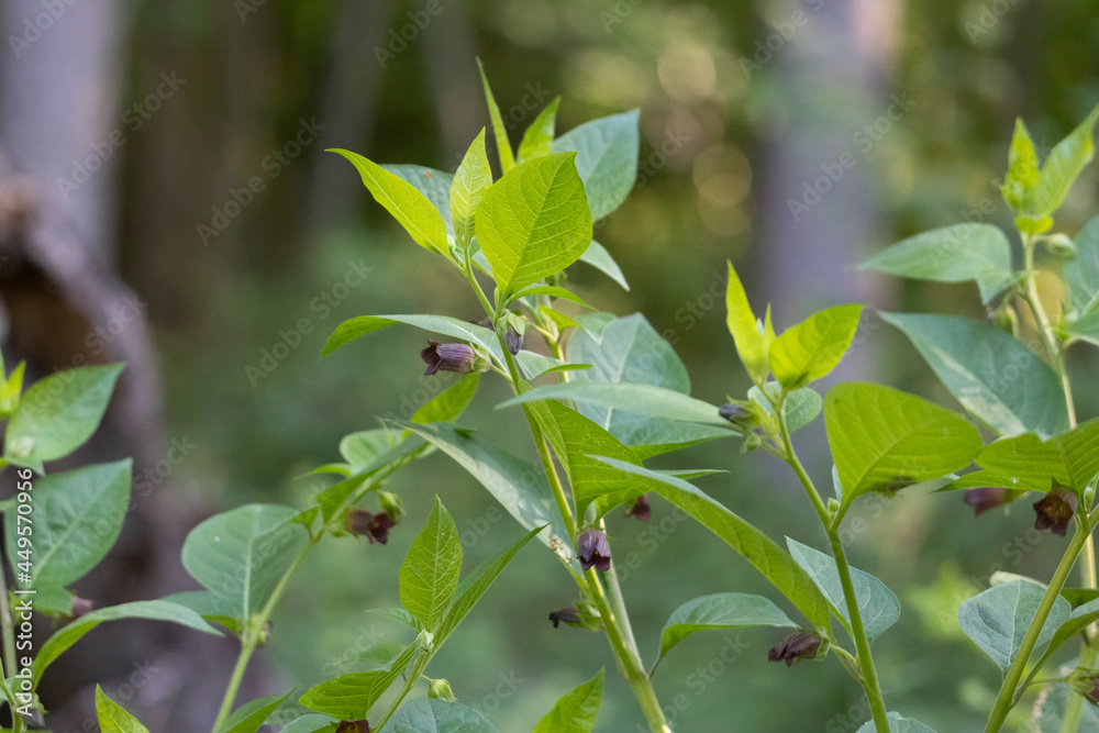 Flowers of the poisonous deadly nightshade Flowers of the poisonous deadly nightshade