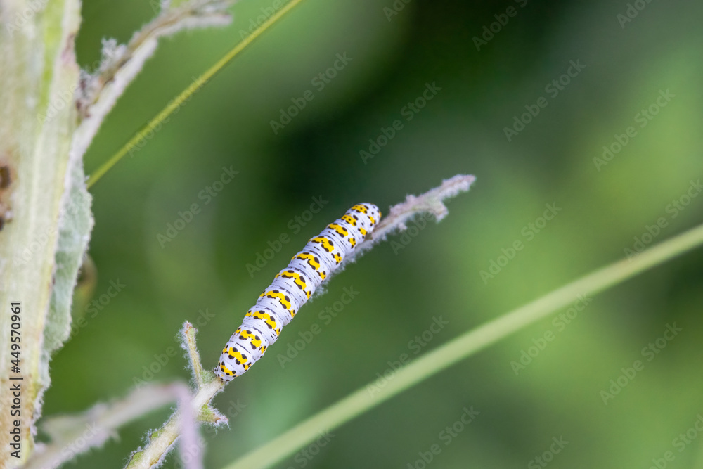 Colourful caterpillar of the mullein monk on the leaves of a mullein plant Colourful caterpillar of the mullein monk on the leaves of a mullein plant