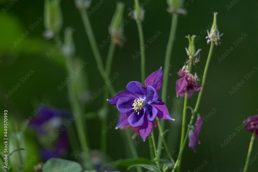 Flowers of an acquelei against a blurred background with shallow depth of field