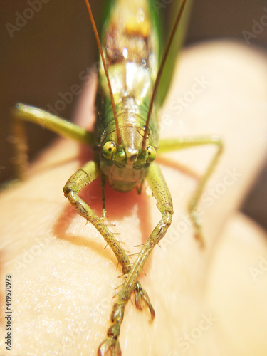 The green grasshopper was playing looking eye to eye
