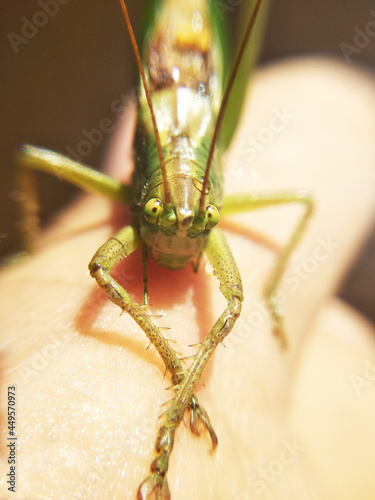 The green grasshopper was playing looking eye to eye photo