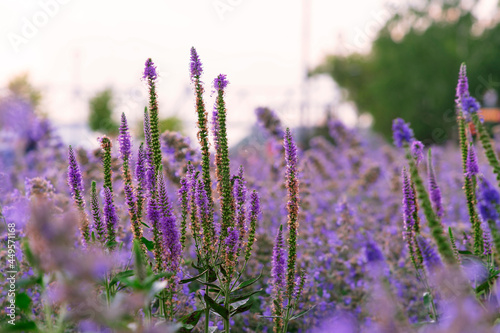 Long meadow flowers that look like lavender against the backdrop of a sunset.