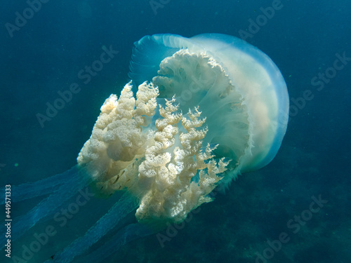 The barrel jellyfish. Rhizostoma luteum