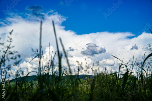 grass and sky