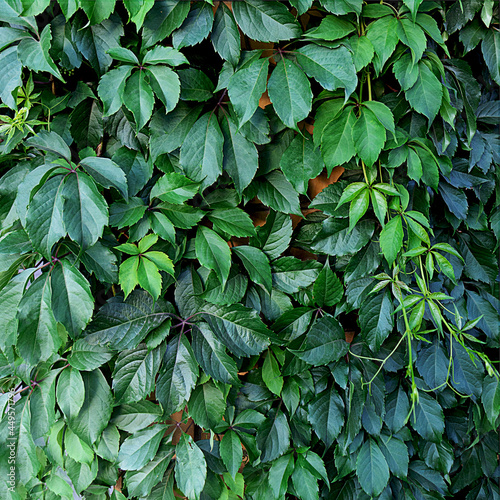 Natural green background: a wall covered with a young climbing plant.
  Green leaves, background, Planch Parthenocissus quinquefolia.