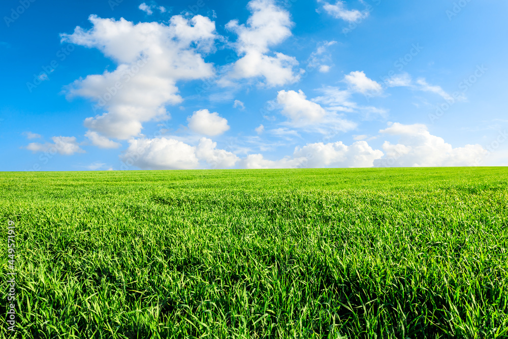 Endless grassland and sky natural landscape in springtime in Asia Endless grassland and sky natural landscape in springtime in Asia
