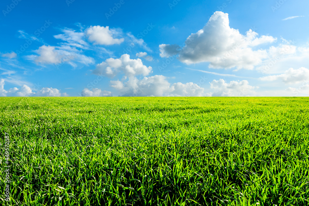 Endless grassland and sky natural landscape in springtime in Asia