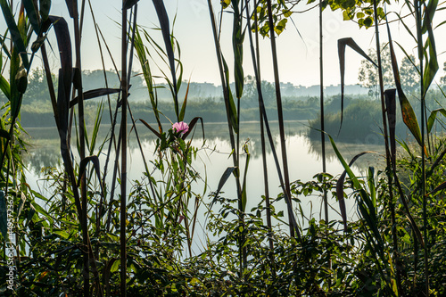 Natural landscape with some wetlands and wild plants with a discreet purple flower, on a sunny morning.  photo