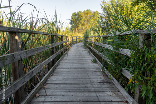 Wooden walkway to walk through wetlands surrounded by vegetation on a sunny morning.