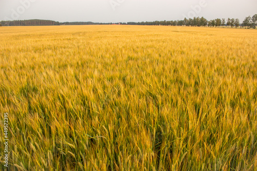 Golden wheat field on hot sunny day. High resolution photo.