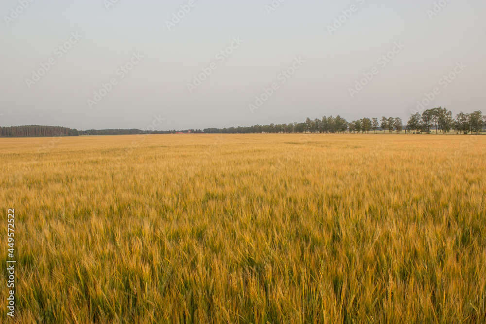 Golden wheat field on hot sunny day. High resolution photo.