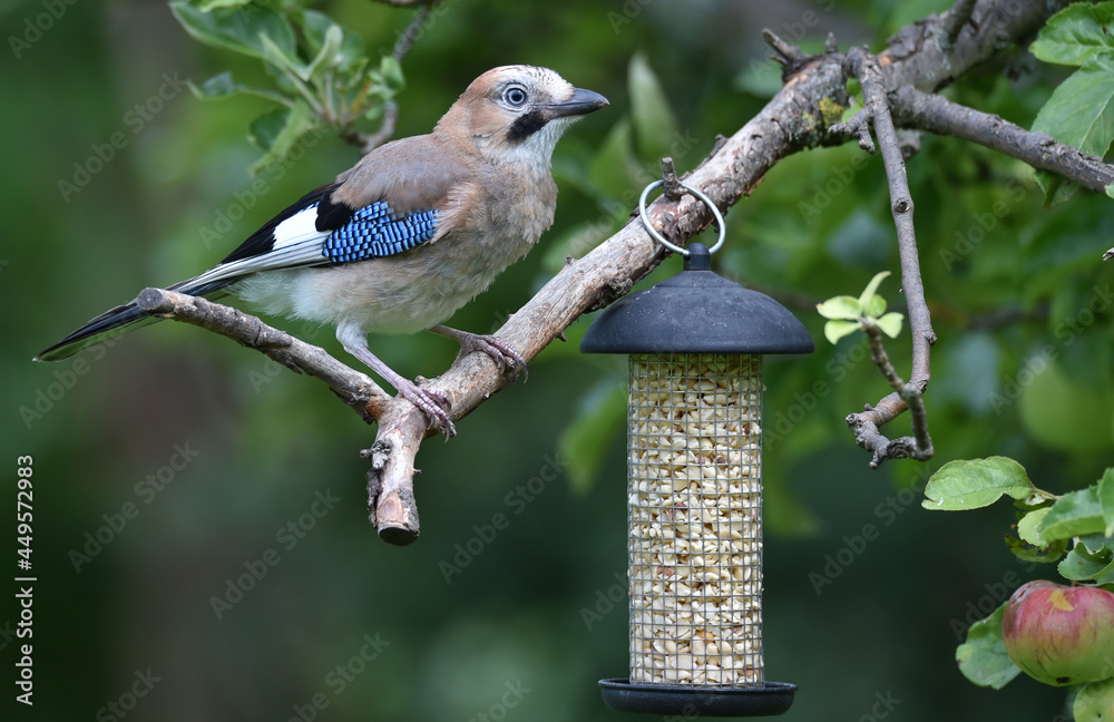 Naklejka premium Eichelhäher frisst Erdnüsse