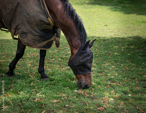 A horse grazing in a field whilst wearing a protective face mask.