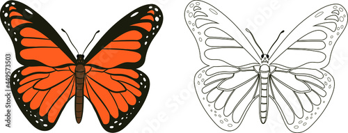 Butterfly or Rhopalocera Vector Illustration Fill and Outline Isolated on White Background. Insects Bugs Worms Pest and Flies. Entomology or Pest Control Business graphic elements.