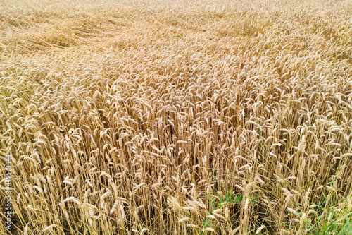 Wheat field in countryside. Agriculture farm background. Harvesting season landscape