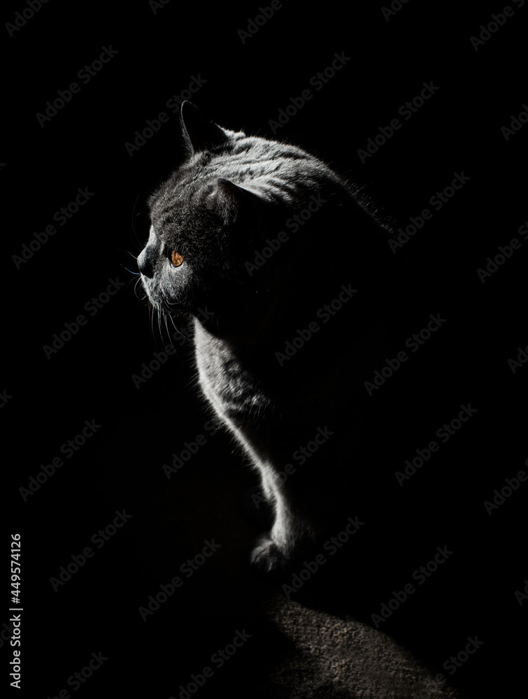 Cat on a black background with strong backlighting