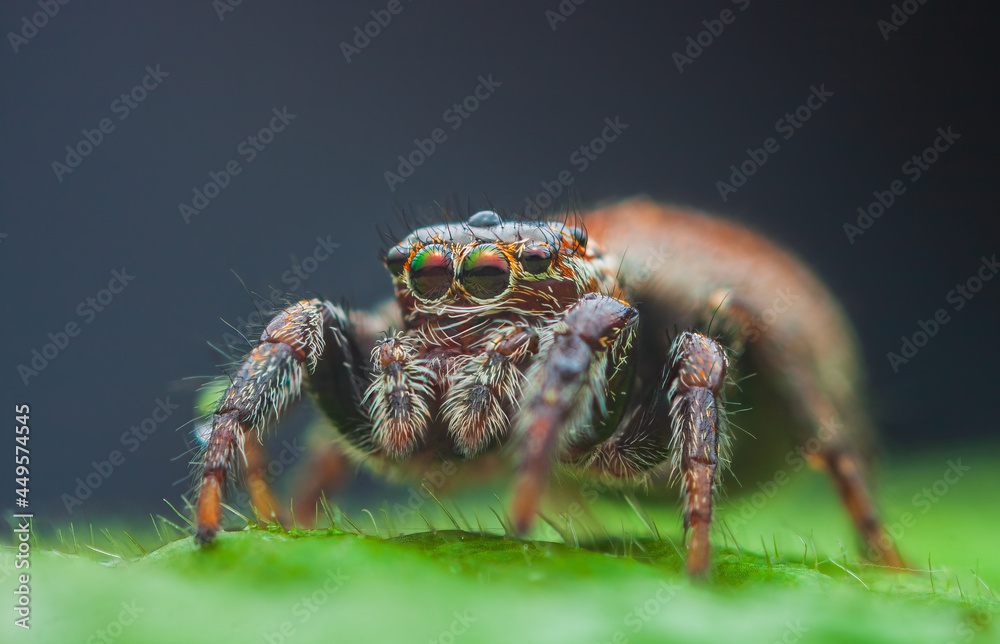 Female jumping spider Evarcha falcata close up portrait