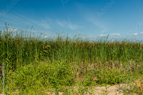 Reed thickets growing on the shore against the background of the sky.