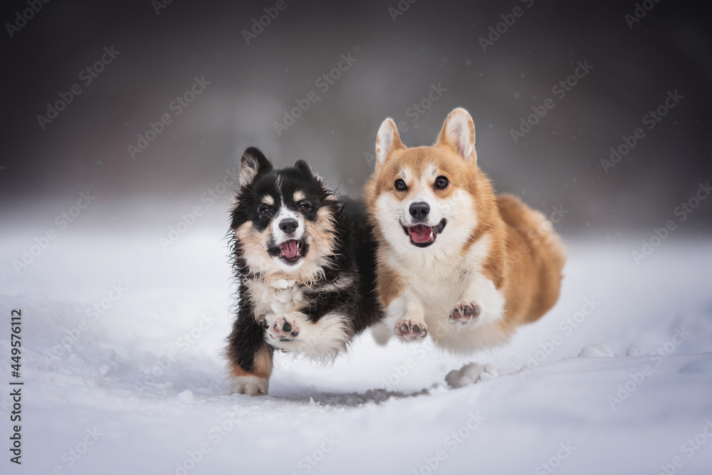 Two funny welsh corgi pembroke puppies running side by side along a snowy path against the backdrop of a winter landscape Two funny welsh corgi pembroke puppies running side by side along a snowy path against the backdrop of a winter landscape