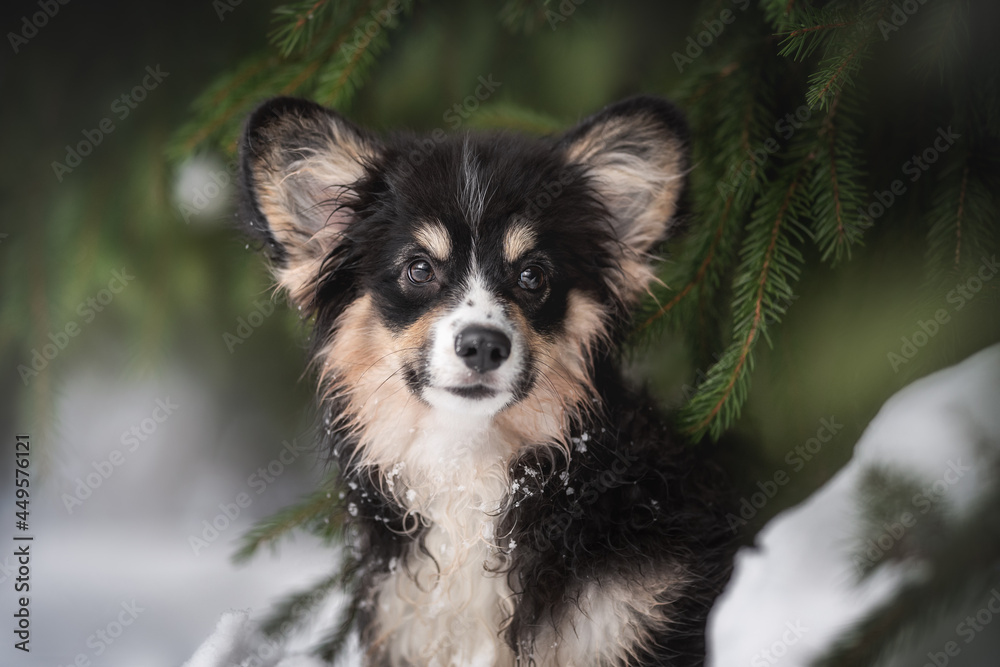 Close-up portrait of a fluffy welsh corgi pembroke puppy sitting among green spruce branches against the backdrop of a snowy winter landscape