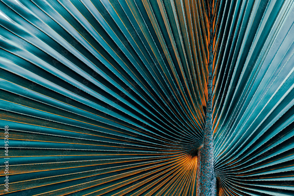 Obraz premium palm leaf texture, dark toned process