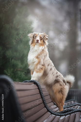A smart female marble australian shepherd dog with a fluffy tail standing with her front paws on the back of a wooden bench against the backdrop of a foggy winter landscape
