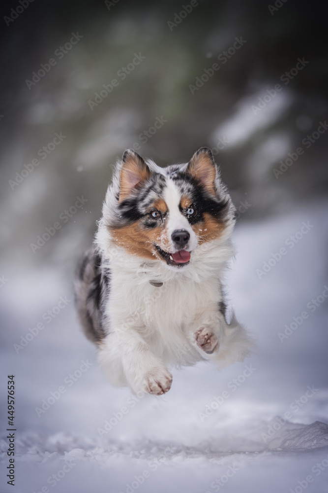 A speedy blue marbled Australian Shepherd dog with fluttering ears running through deep snowdrifts against the backdrop of a winter landscape A speedy blue marbled Australian Shepherd dog with fluttering ears running through deep snowdrifts against the backdrop of a winter landscape