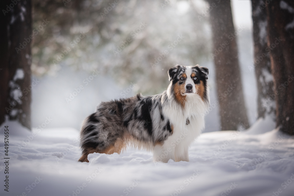 A stately blue marbled Australian Shepherd standing among deep snowdrifts in a pine forest against the backdrop of falling snowflakes and bright sunlight