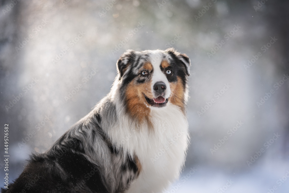 Close-up portrait of a blue marbled australian shepherd dog with an open mouth among falling snowflakes against the backdrop of a sunny winter landscape Close-up portrait of a blue marbled australian shepherd dog with an open mouth among falling snowflakes against the backdrop of a sunny winter landscape