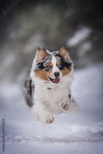 A speedy blue marbled Australian Shepherd dog with fluttering ears running through deep snowdrifts against the backdrop of a winter landscape © honey_paws